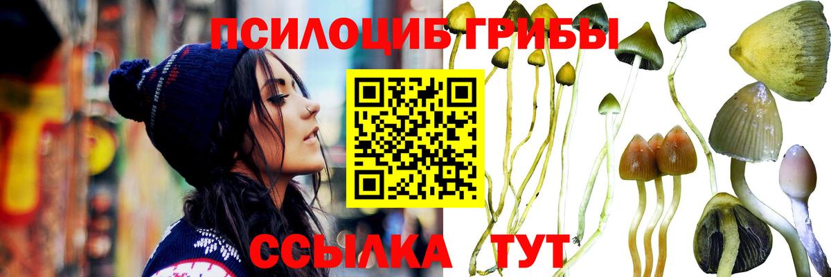 Галлюциногенные грибы мицелий Богданович